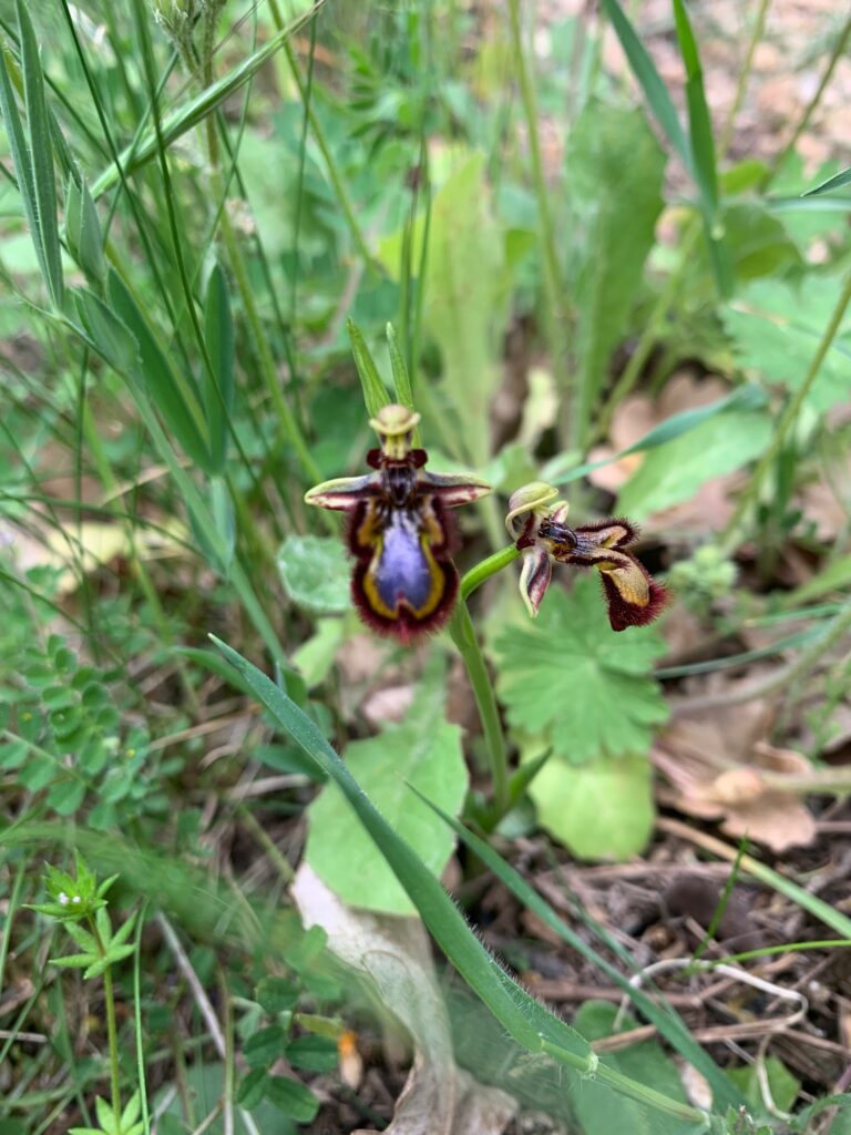 ophrys-speculum