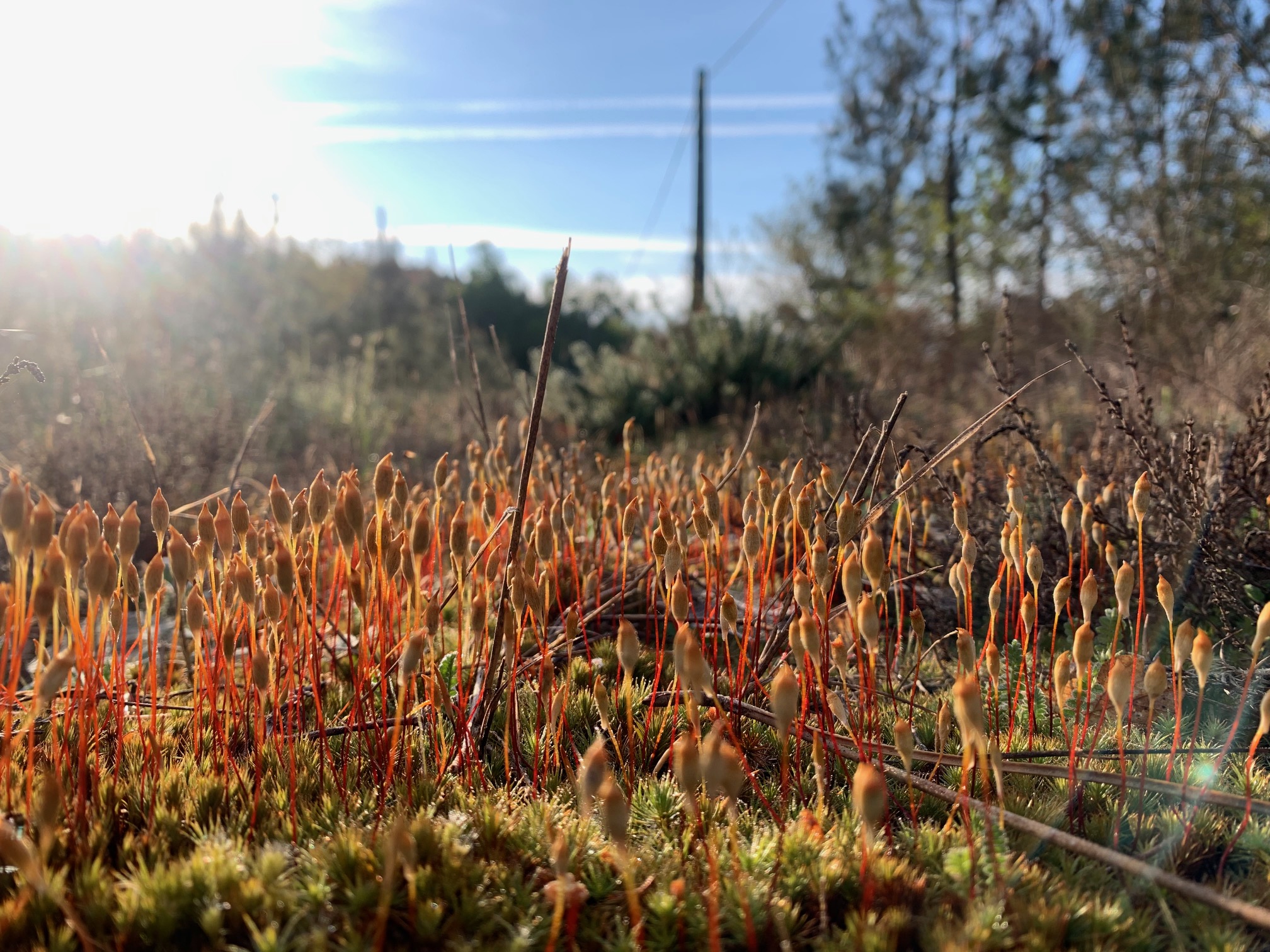 Premiers pas à la découverte des Bryophytes