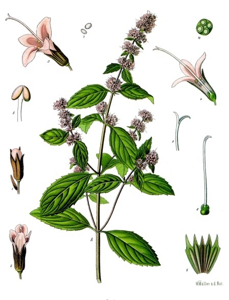 La botanique par le jeu et les papilles