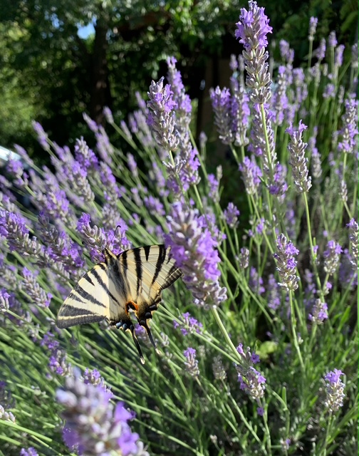 Plantes et mythologie, une histoire qui date…